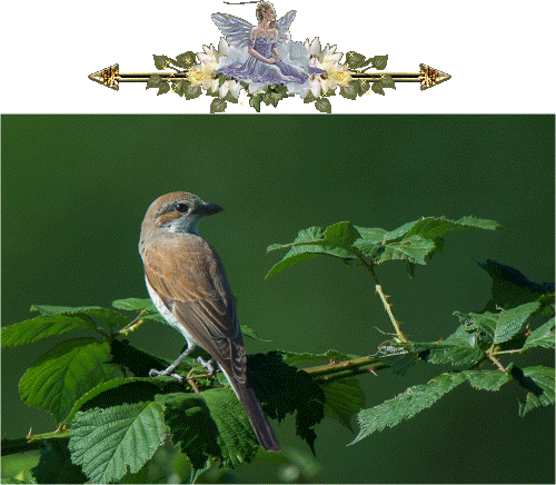 265FCF3C55F281B03E73E3