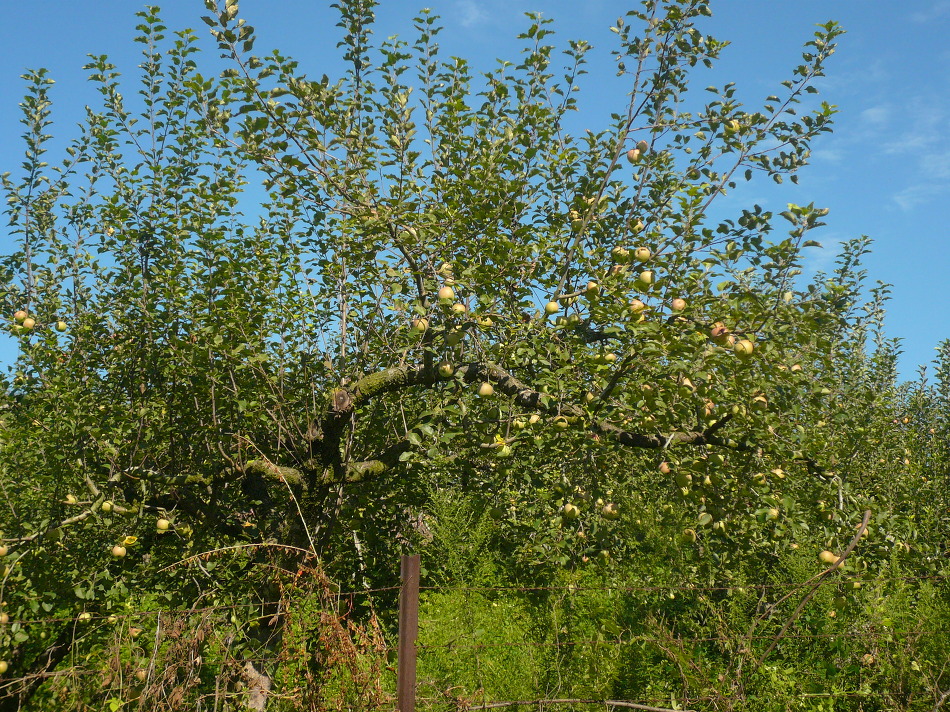 가을 풍경과 잠자리~