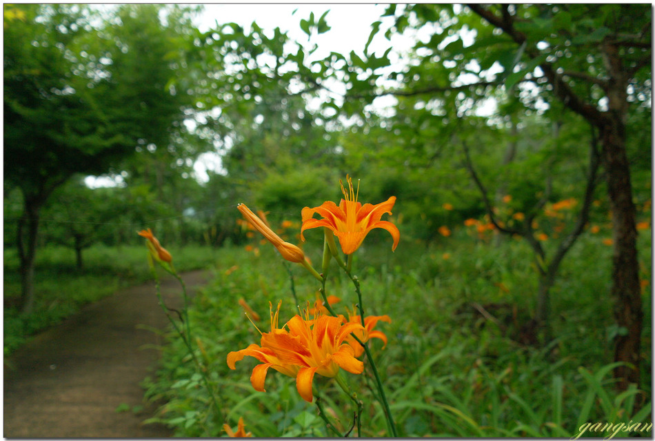 홑왕원추리와 겹왕원추리