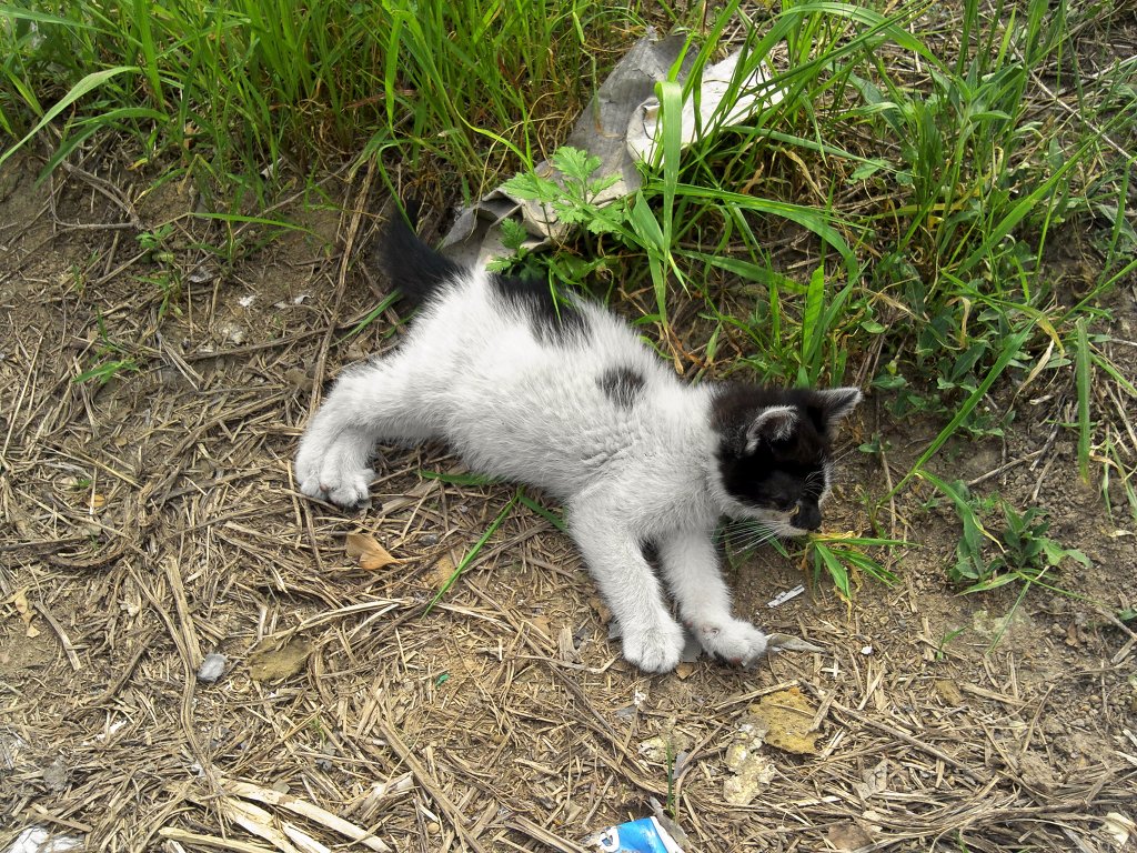 고양이