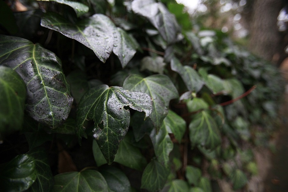 피라칸사스=피라칸타