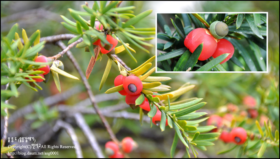 [울릉도]꿀단지라고 불리우는 달콤한 주목나무 열매