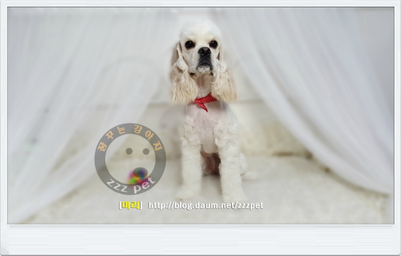[대전애견미용] 코카스페니엘(Cocker Spaniel) 