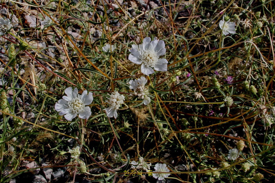 흰 솔체꽃(변이종)