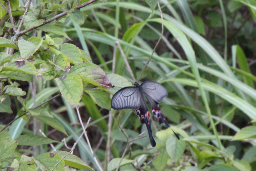 서산 가야산 나비들(2013.08.21)