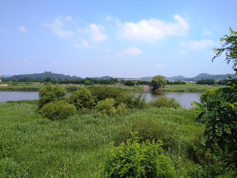 폭염주의보 발령, 야구하면 쓰러집니다. 