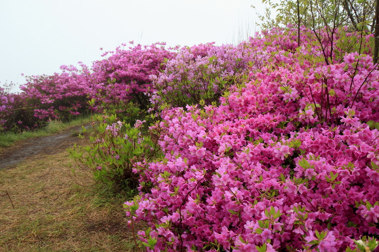 * 지리산 바래봉 산행기 