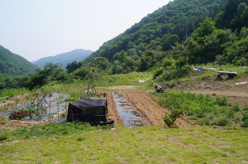 신읍리농장 이미지