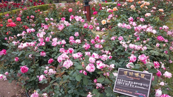 성서 장미공원: 돌아온 마법 장미