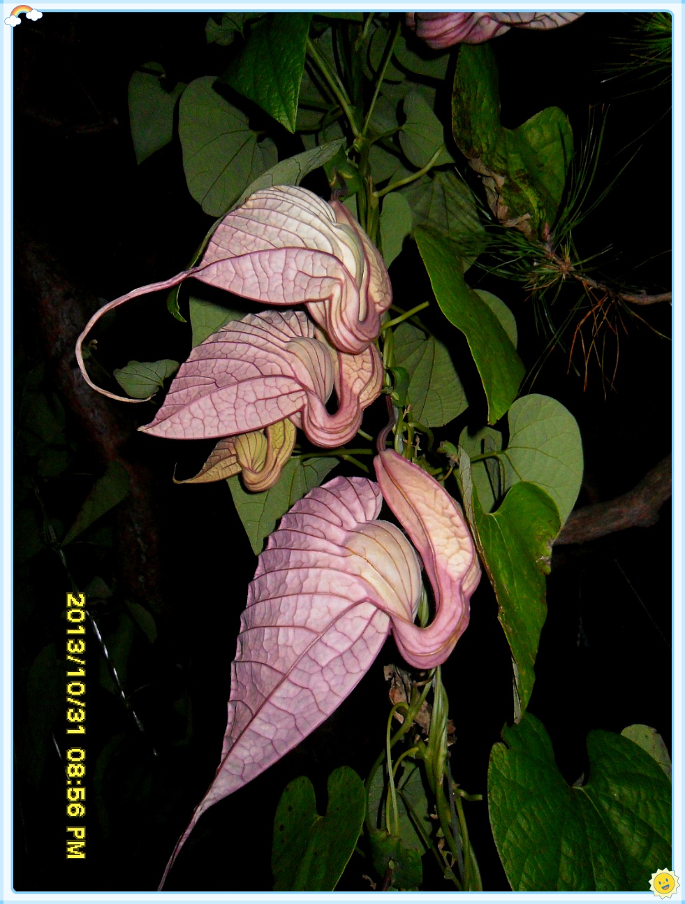 페리카나 플라워