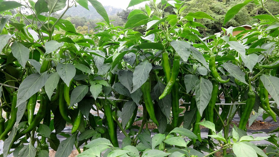 천축산 불영사 (경북 울진)