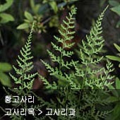 꽃이름 찾기