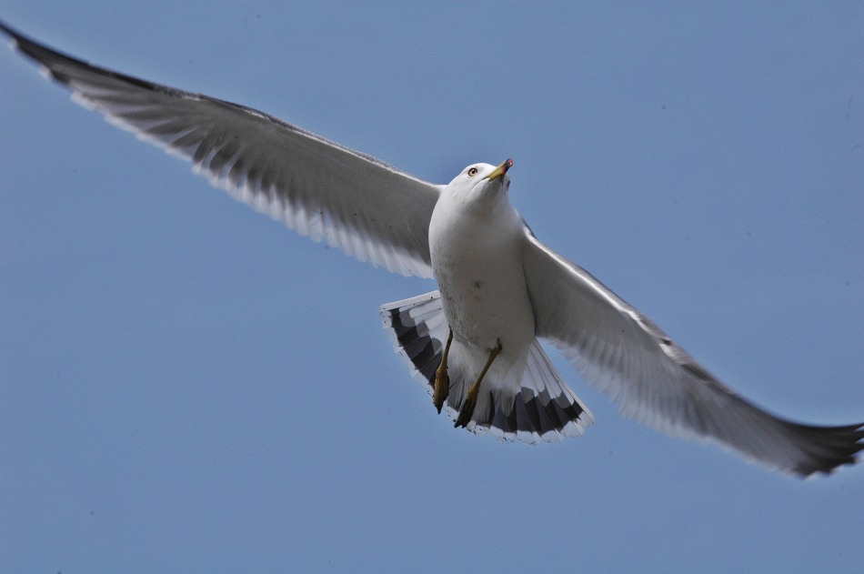크리마스 이브날, 탄도항을 찾아