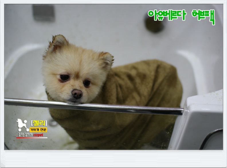허브팩 마사지전문, 아유베르다 허브팩 - 머드팩 / 대전애견미용 - 가위컷전문