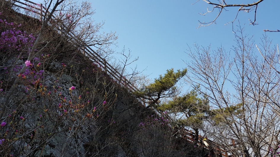불모산과 장복산 꽃길만 걸었다