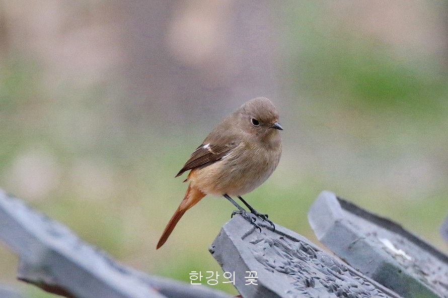 딱새(암컷)