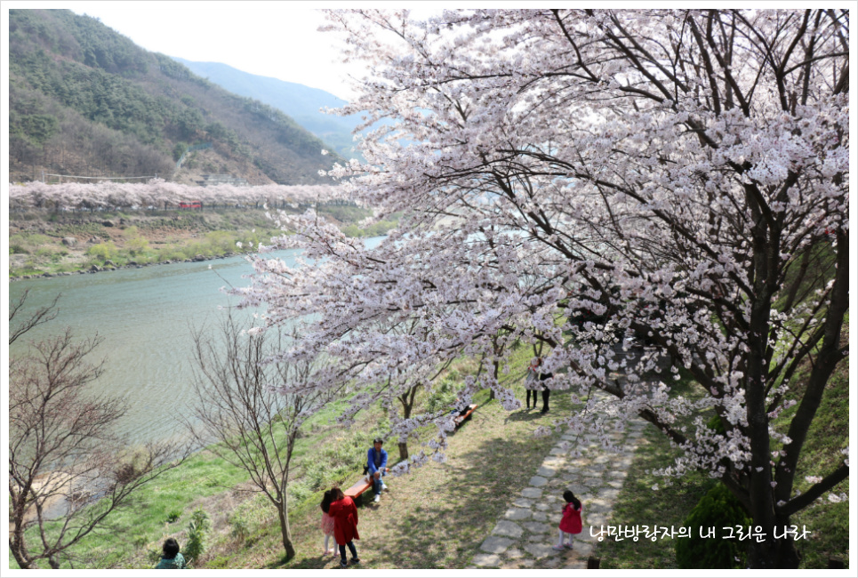 [경남 하동] 절정의 벚꽃을 만나다