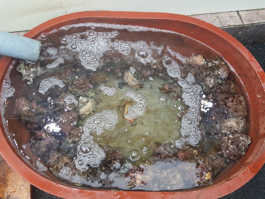 울릉도회오징어 이미지