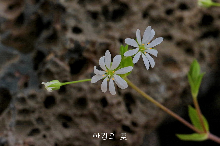 벼룩나물