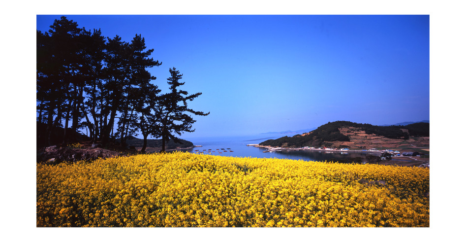 청산도의 봄