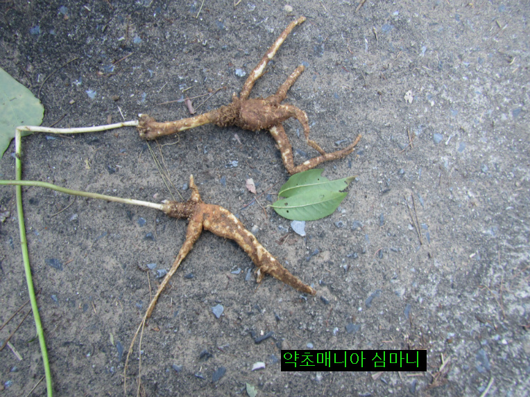 직장 후배가 켄 장생(長生)산도라지.