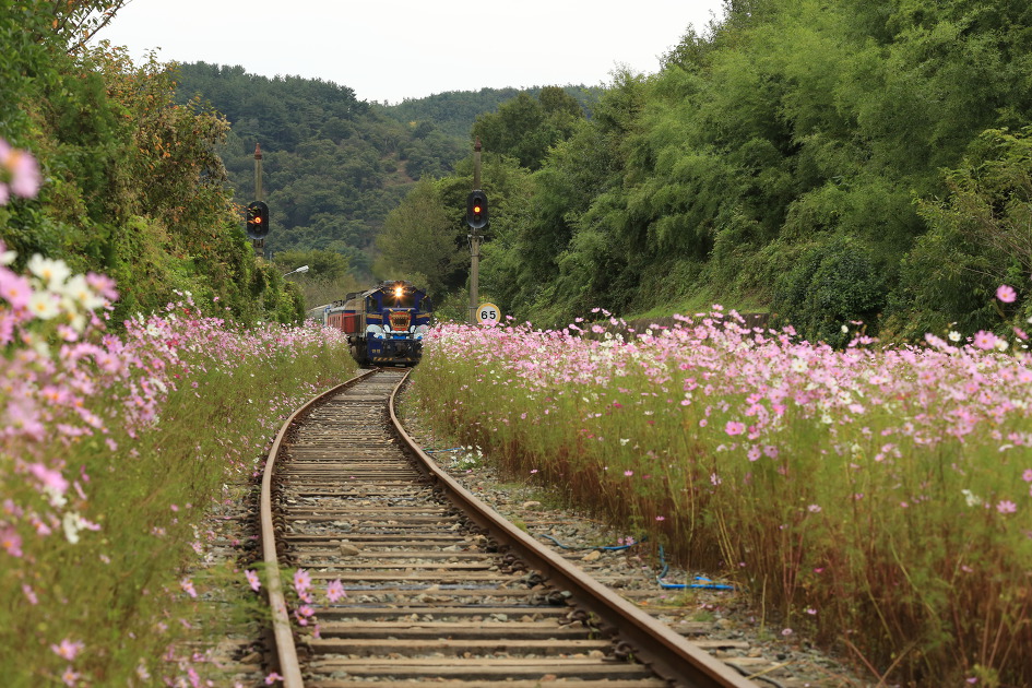 가을의 전령사 코스모스가 예쁘게 핀 하동 북천코스모스