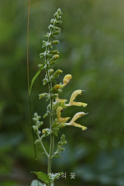 셀비어 글루티노사(Salvia glutinosa)