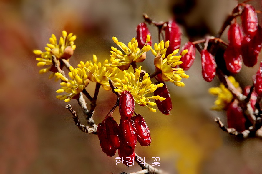 산수유나무