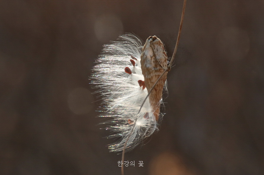 박주가리 열매와 갓털