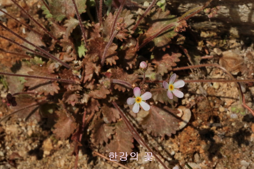 봄맞이꽃