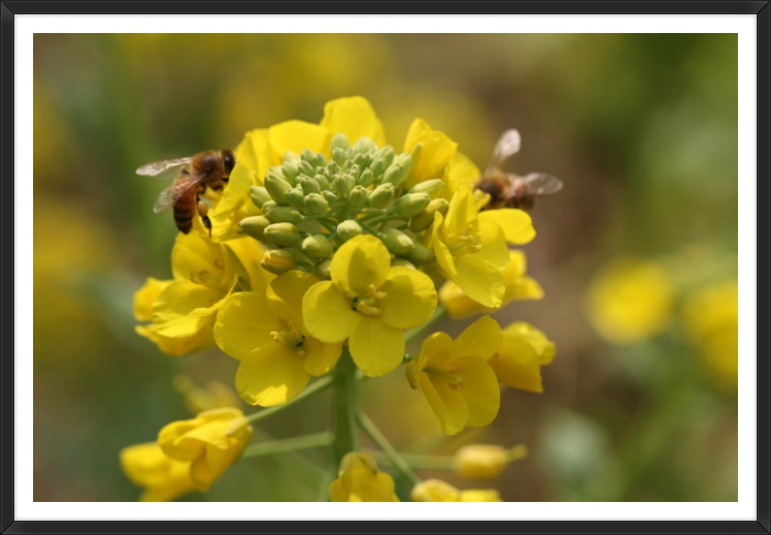 벌 과 유채꽃