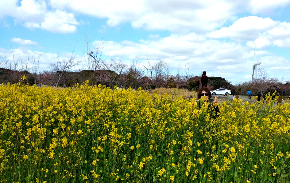 제주도의 봄날은 날 유혹하였다