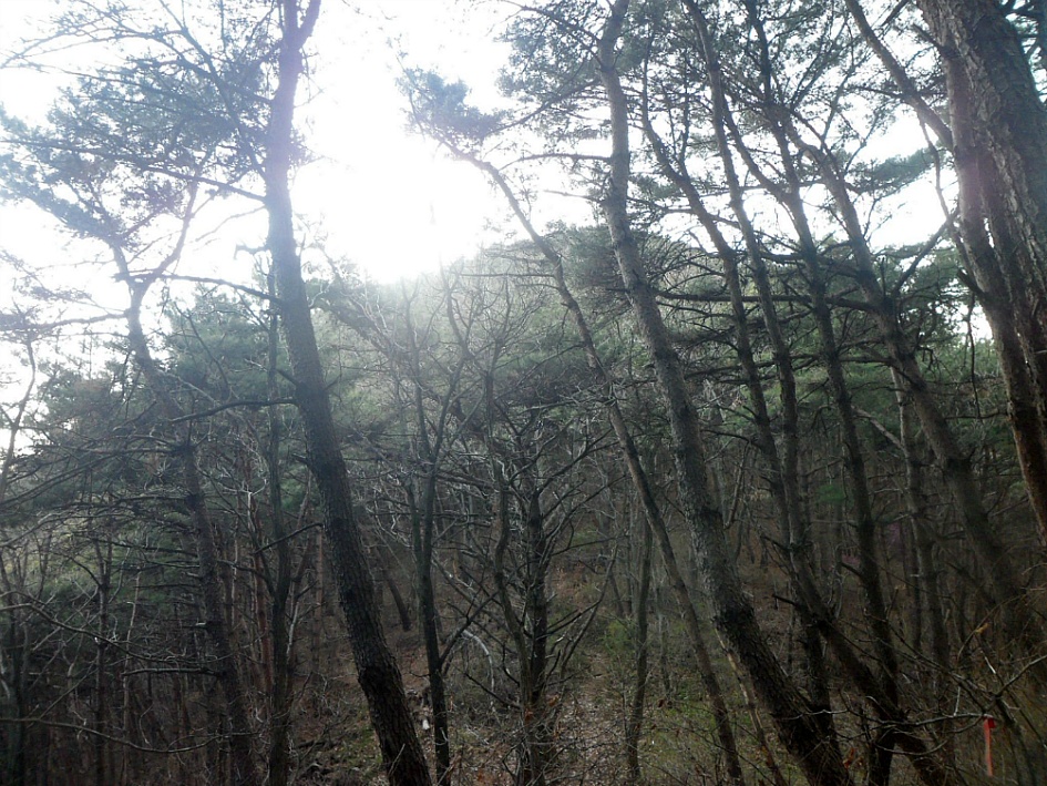 창녕 영취산 2019-03-31