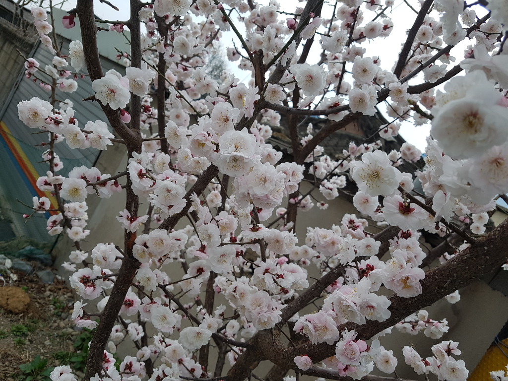 바람결에 실려오는 ..