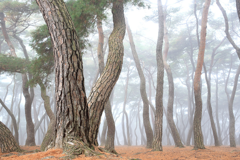 [삼릉소나무숲] 경주 서남산 삼릉계곡 소나무숲에 안개들던 날, 환상적인 숲길을 걷다 / 토함