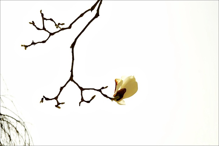 선암사 선암매를 찾아......(2019.03.28)