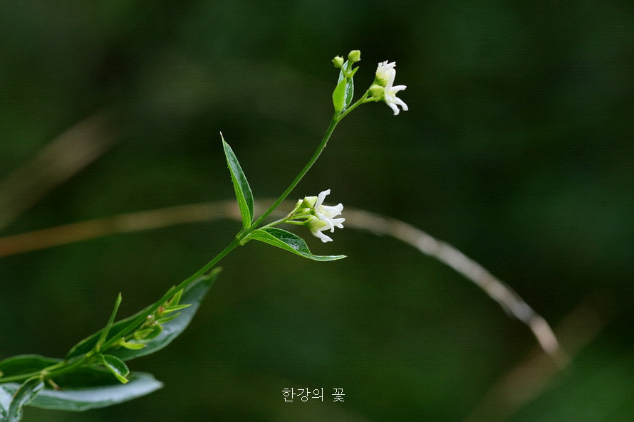 민백미꽃