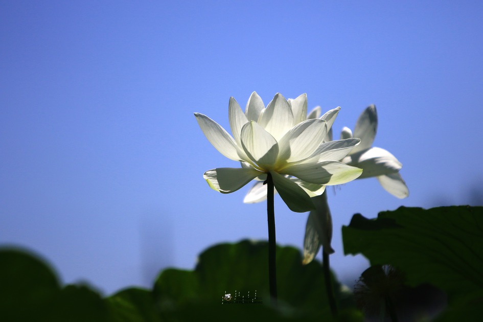 김제 가볼만한 곳. 김제 하소백련축제 미리 다녀왔어요.